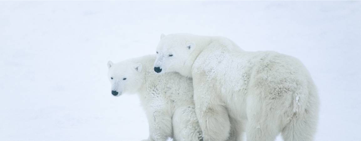 Two adult polar bears standing close to each other