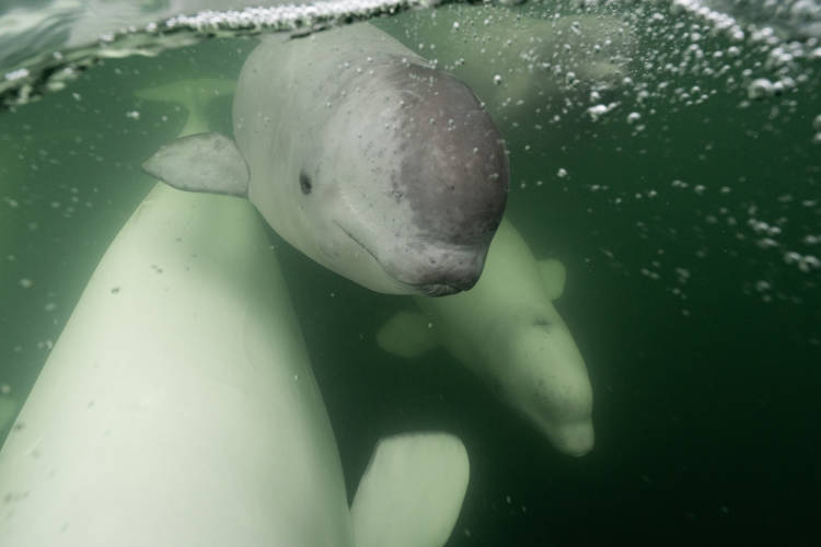 A baby beluga in a pod in Churchill River