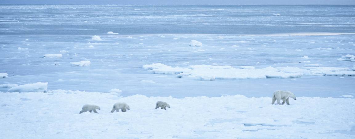 Distant view of three polar bear cubs walking across the arctic sea ice behind a mama polar bear 