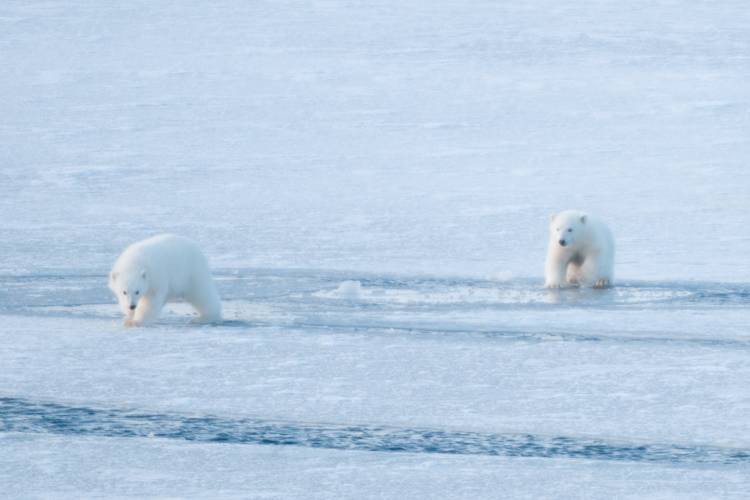Two polar bear cubs walking along the arctic sea ice